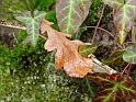 Couleur d'automne